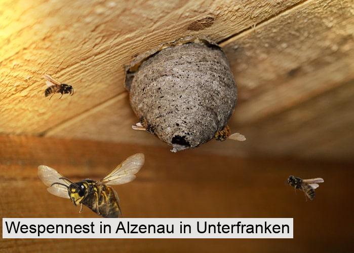 Wespennest in Alzenau in Unterfranken